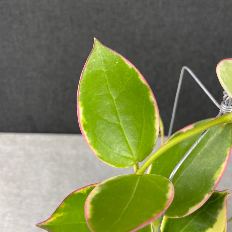 FS2-9 Hoya SP Para Albomarginata