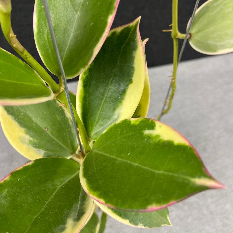 FS2-9 Hoya SP Para Albomarginata