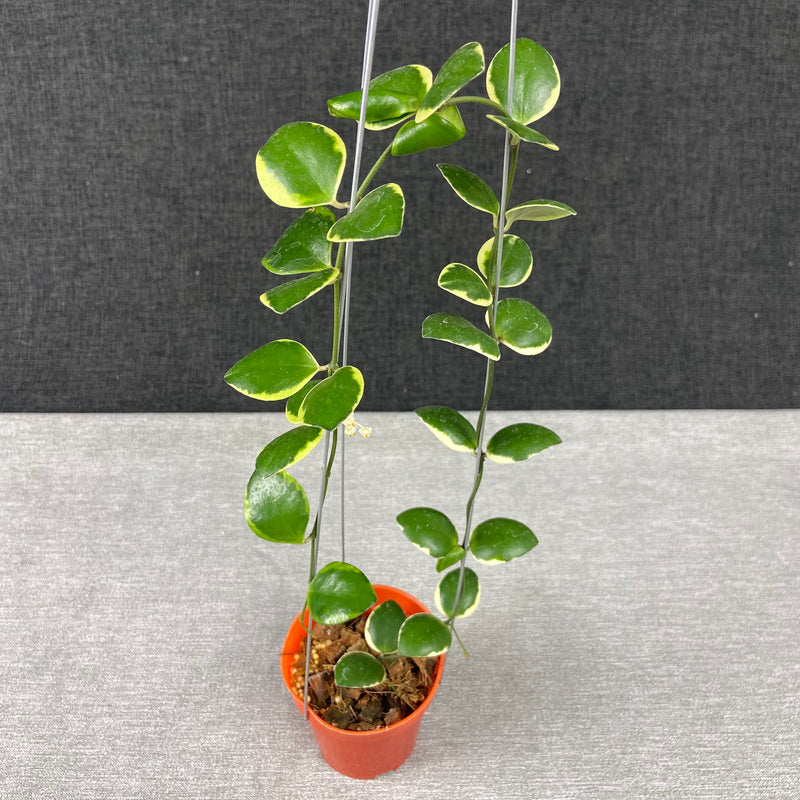 FS3-9 Hoya Incurvula Palta