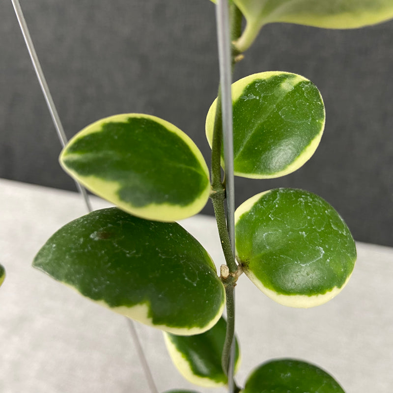 FS3-9 Hoya Incurvula Palta