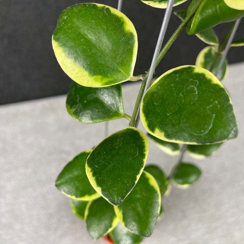 FS3-9 Hoya Incurvula Palta