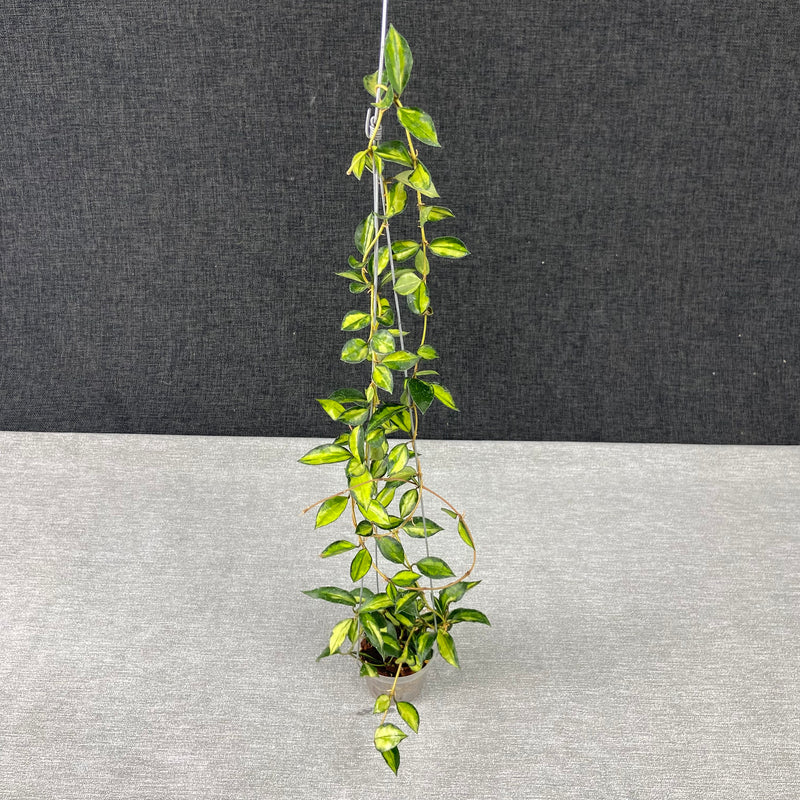 FS4-9 Hoya Lacunosa Lumina Reverse