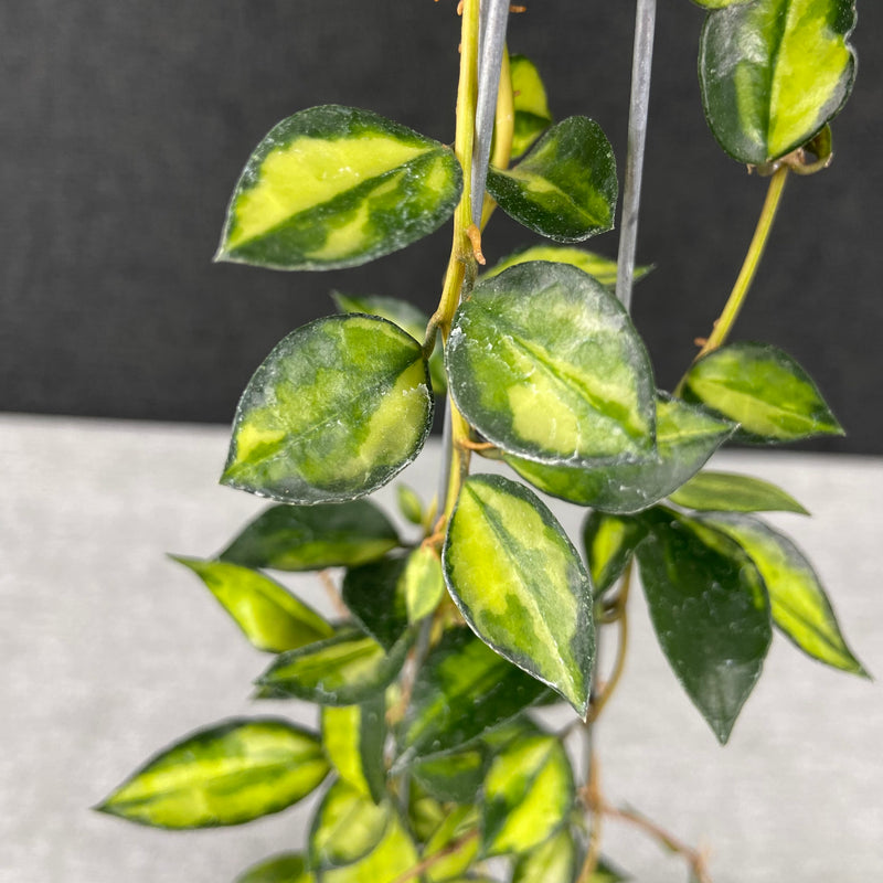 FS4-9 Hoya Lacunosa Lumina Reverse