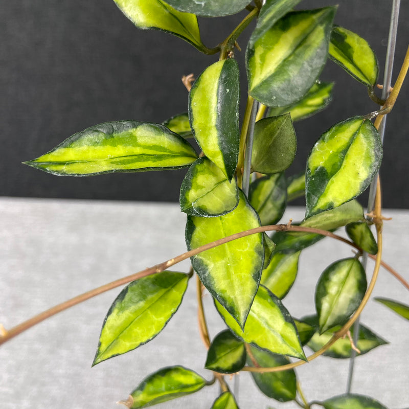 FS4-9 Hoya Lacunosa Lumina Reverse