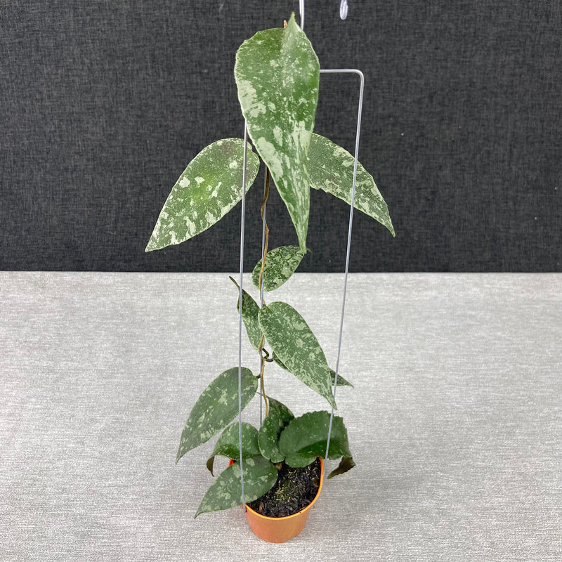 FS6-9 Hoya Flagellata