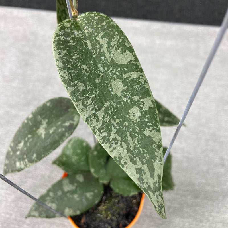 FS6-9 Hoya Flagellata