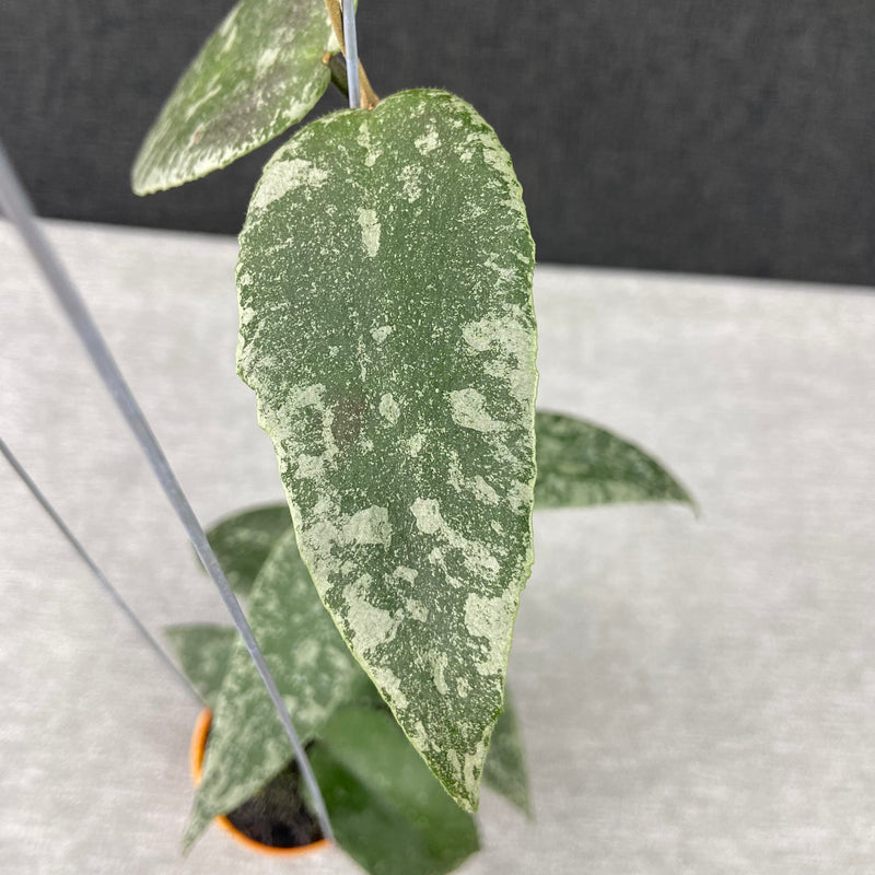 FS6-9 Hoya Flagellata