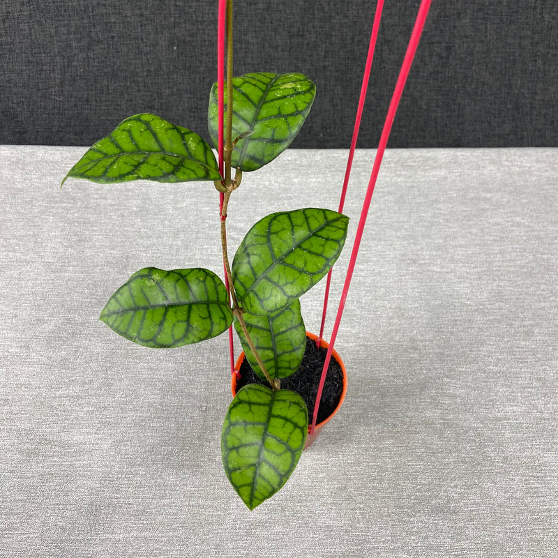 FS7-9 Hoya Callistophylla Obsidian