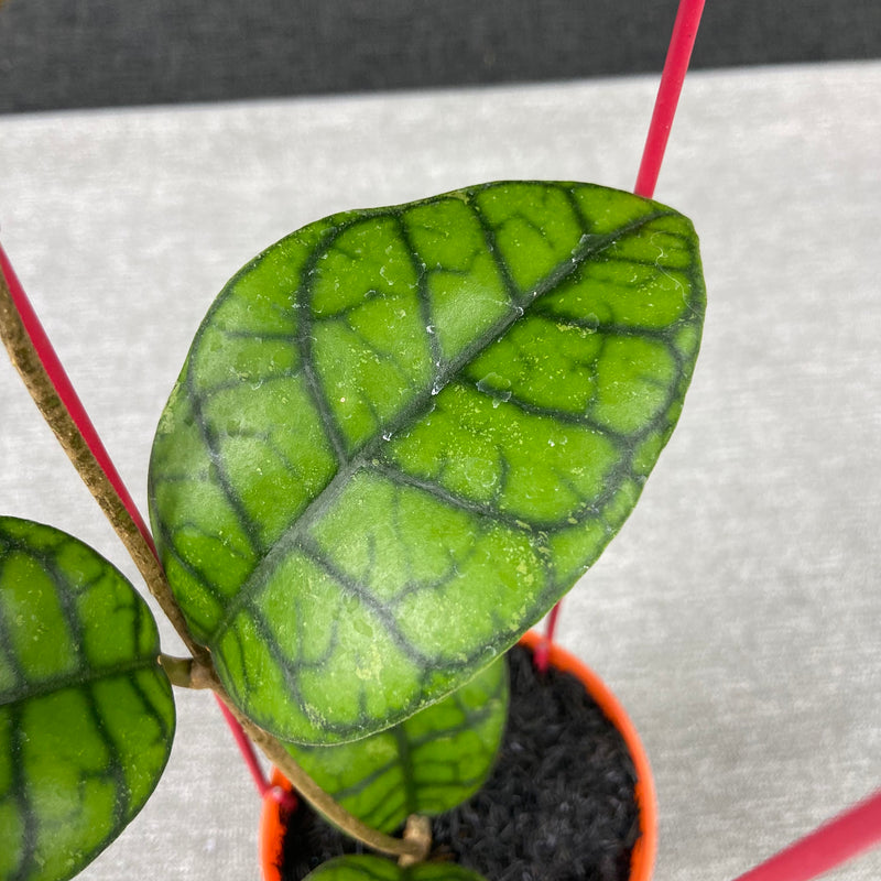 FS7-9 Hoya Callistophylla Obsidian