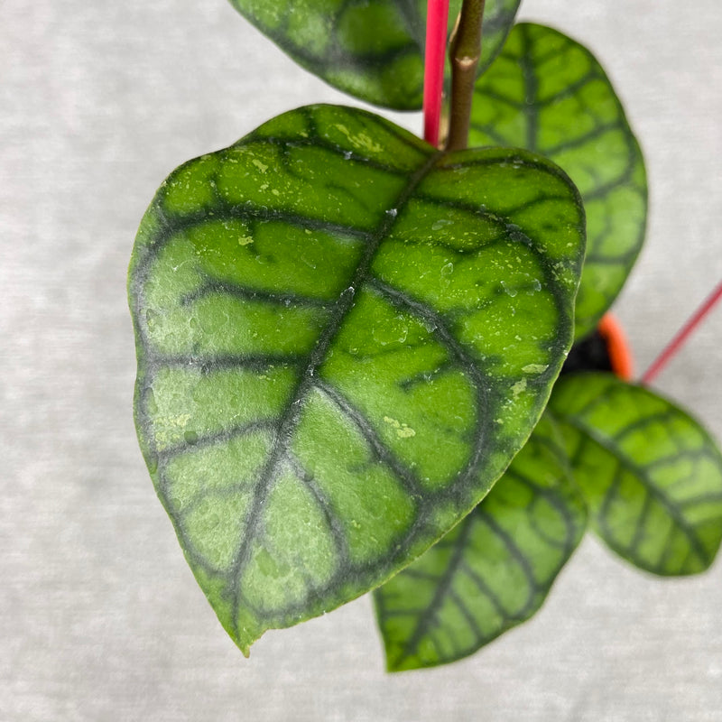 FS7-9 Hoya Callistophylla Obsidian