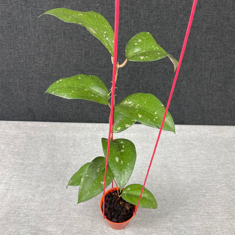 FS9-9 Hoya Undulata Silver