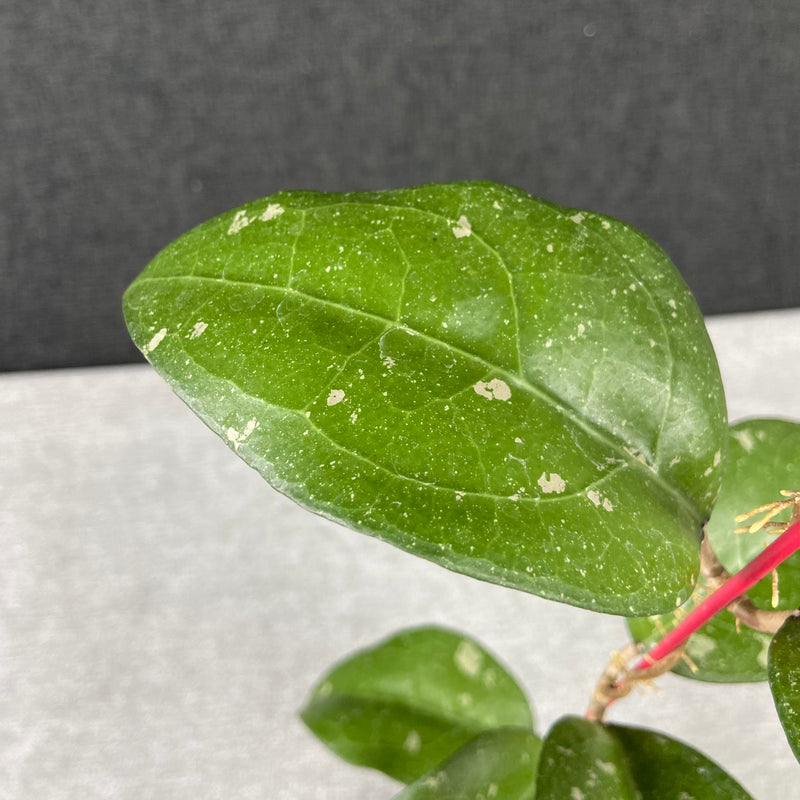FS9-9 Hoya Undulata Silver