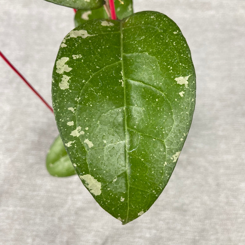 FS9-9 Hoya Undulata Silver