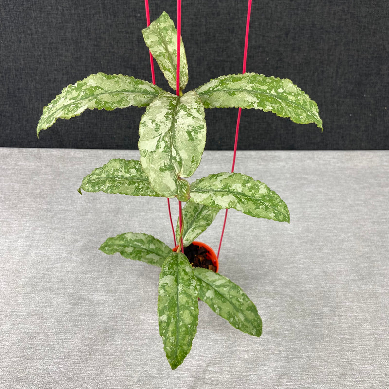 FS9-9 Hoya Undulata Silver