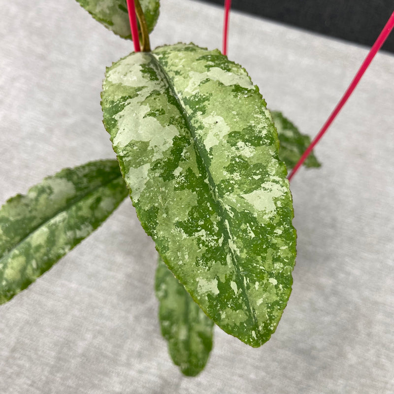 FS9-9 Hoya Undulata Silver