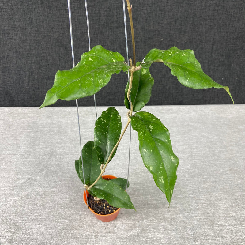 FS11-9 Hoya SP Aceh Minmi