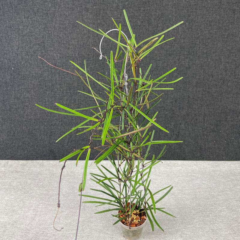 FS12-9 Hoya Insularis