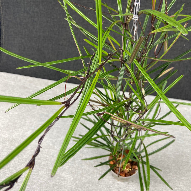 FS12-9 Hoya Insularis
