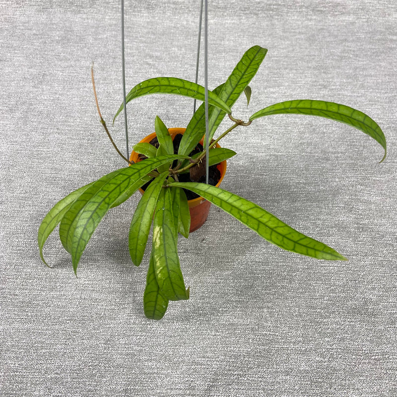 FS14-9 Hoya Latifolia High Splash