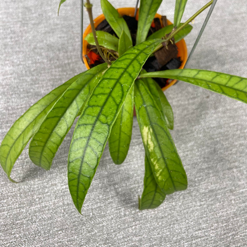 FS14-9 Hoya Latifolia High Splash