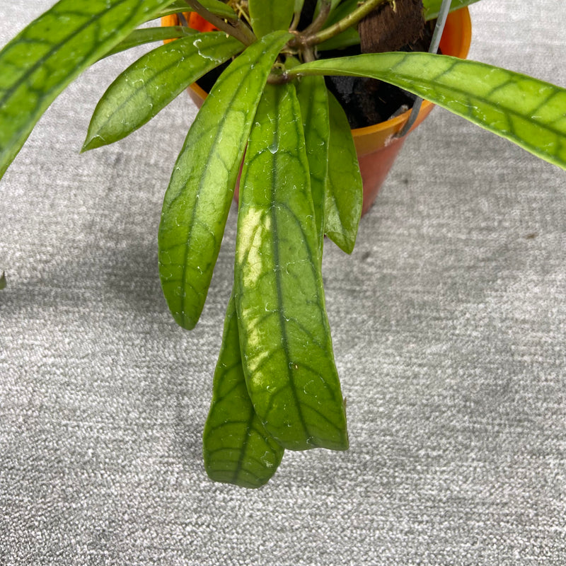 FS14-9 Hoya Latifolia High Splash