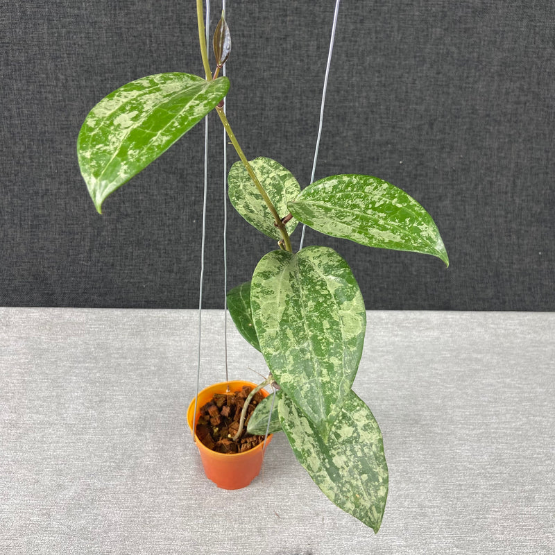 FS14-9 Hoya Latifolia High Splash