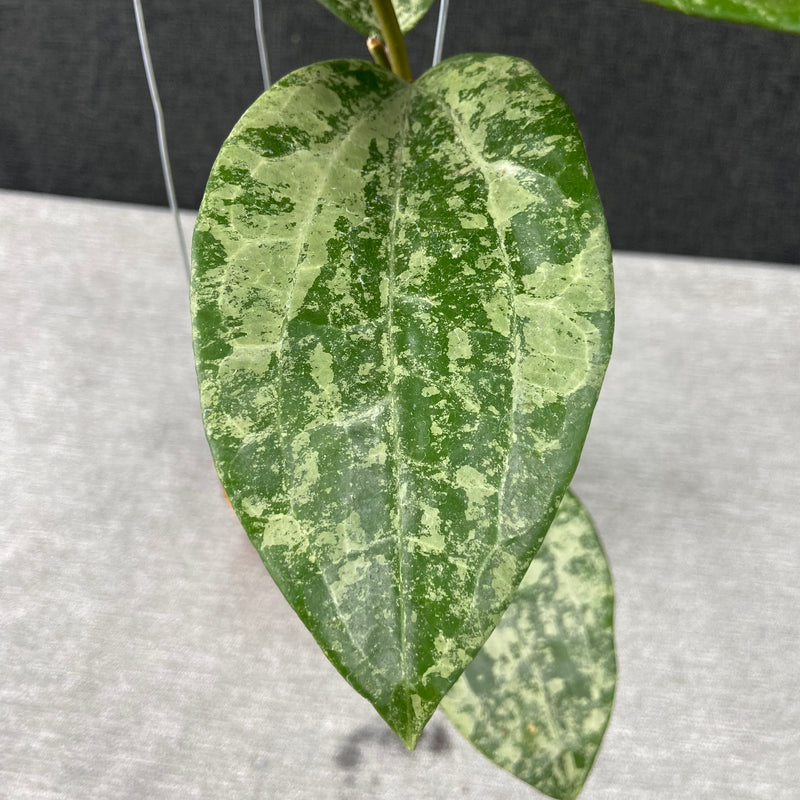 FS14-9 Hoya Latifolia High Splash