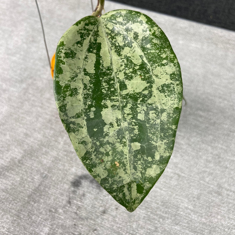 FS14-9 Hoya Latifolia High Splash
