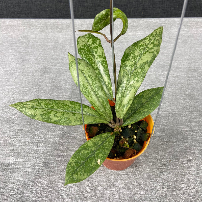 FS16-9 Hoya Finlaysonii Silver New Type