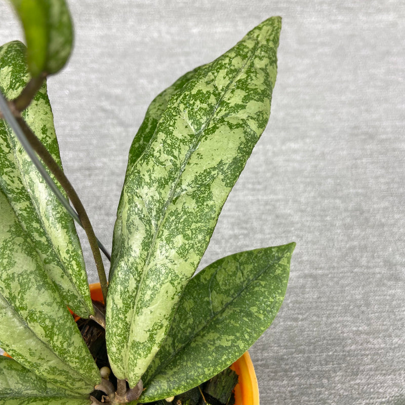 FS16-9 Hoya Finlaysonii Silver New Type