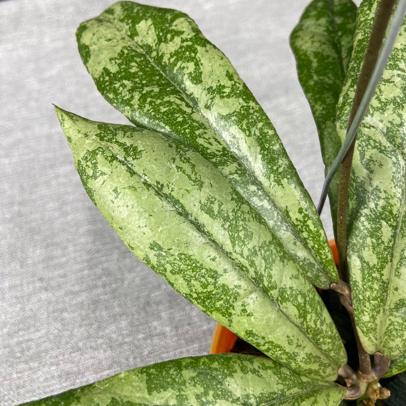 FS16-9 Hoya Finlaysonii Silver New Type