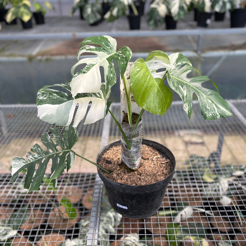 FS57-3 Monstera Albo Variegated