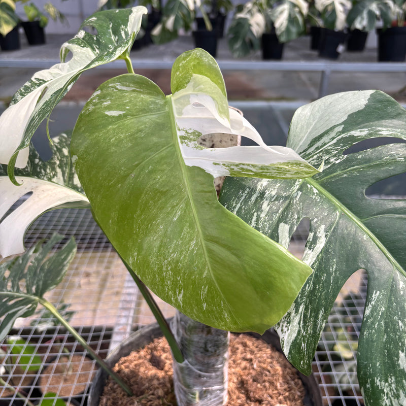 FS57-3 Monstera Albo Variegated