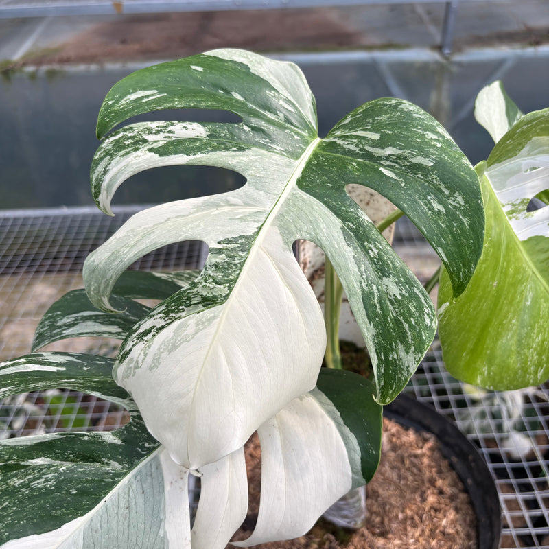 FS57-3 Monstera Albo Variegated