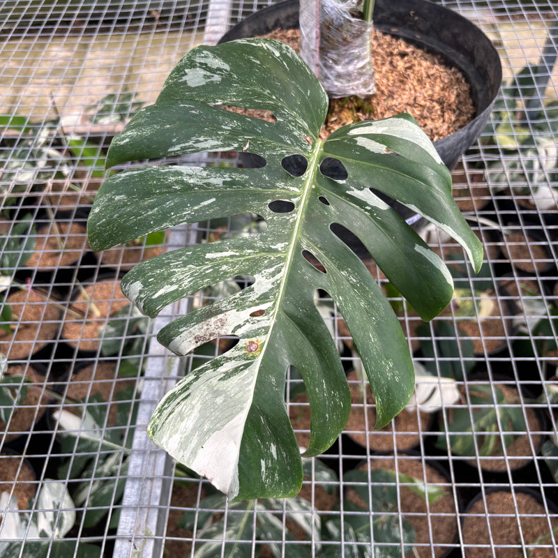 FS57-3 Monstera Albo Variegated