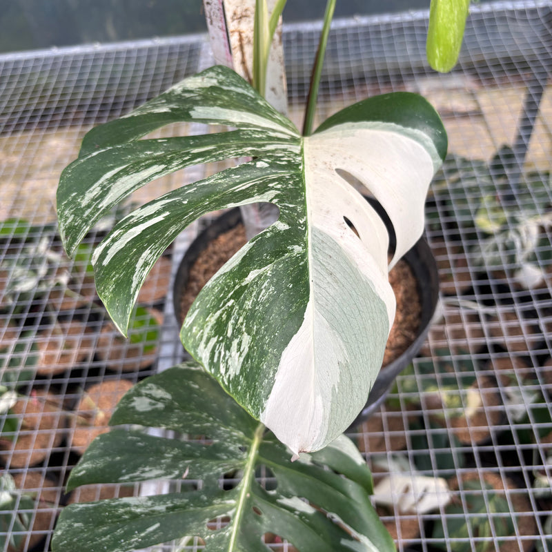 FS57-3 Monstera Albo Variegated