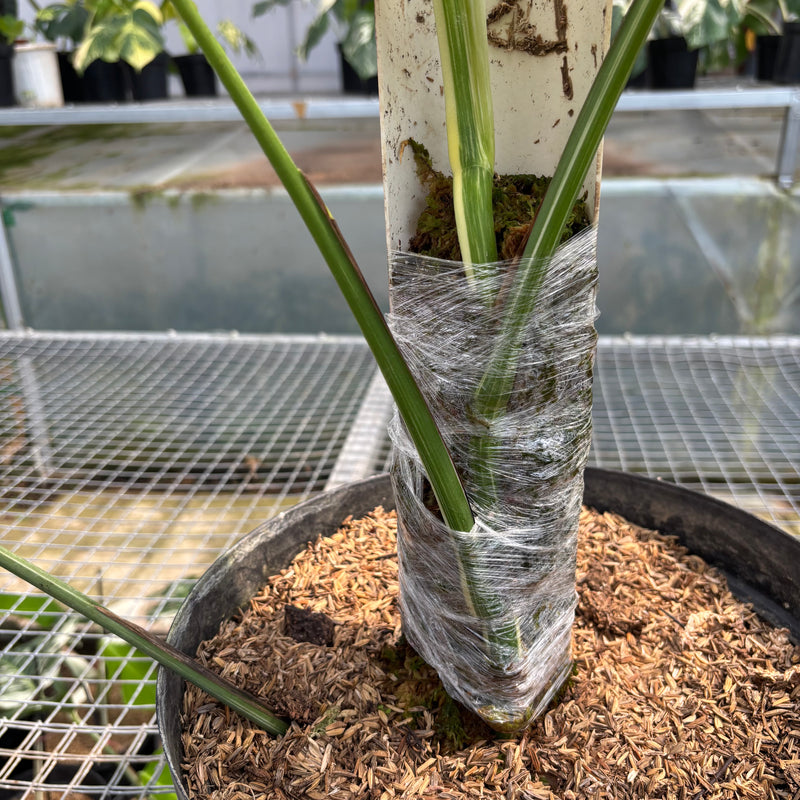 FS57-3 Monstera Albo Variegated