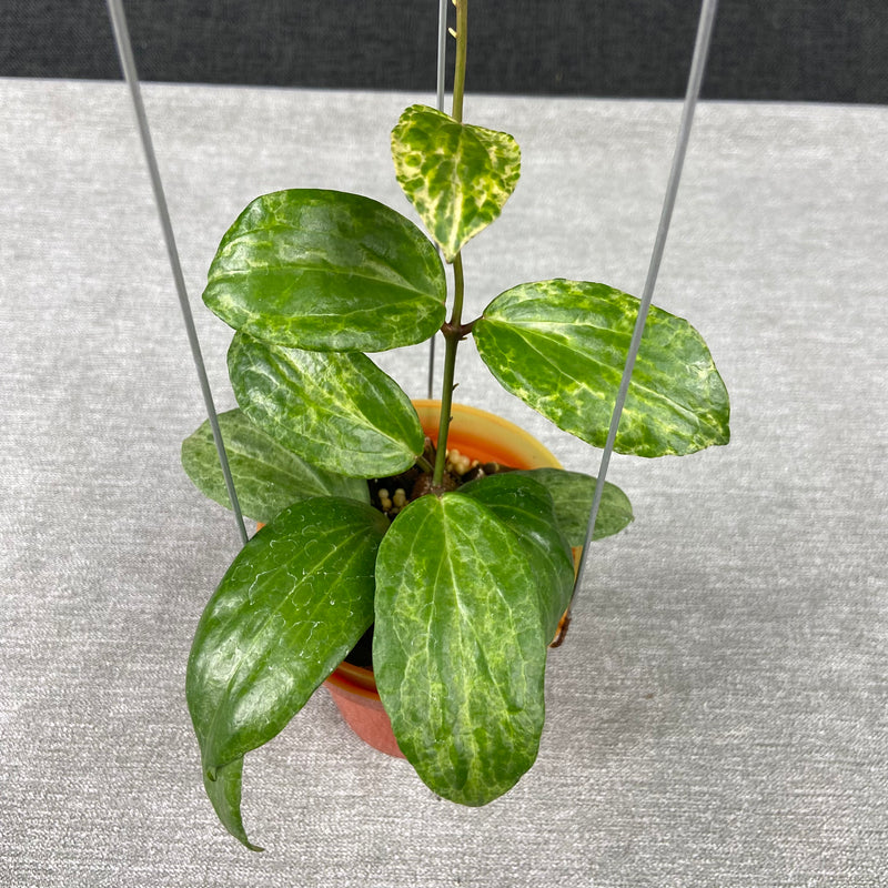 FS21-9 Hoya Crocodile