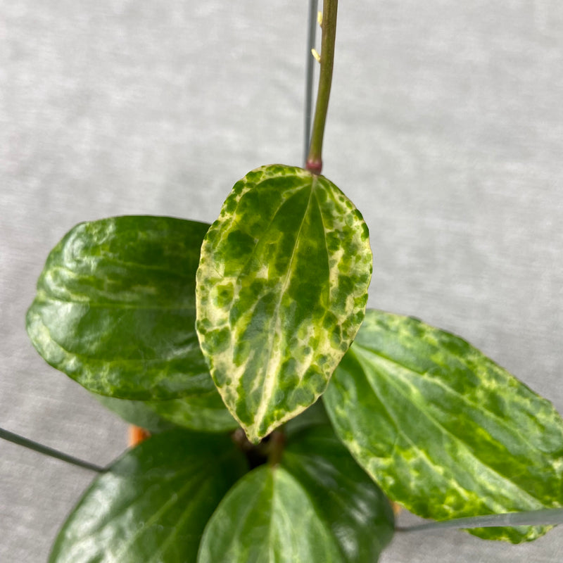 FS21-9 Hoya Crocodile