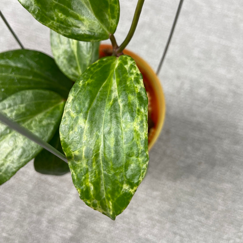 FS21-9 Hoya Crocodile