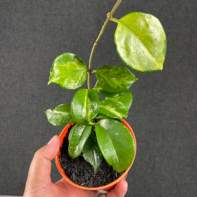 FS22-9 Hoya Carnosa Freckles Variegated