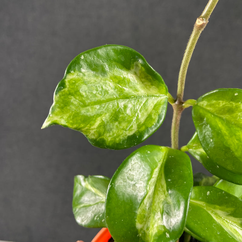 FS22-9 Hoya Carnosa Freckles Variegated