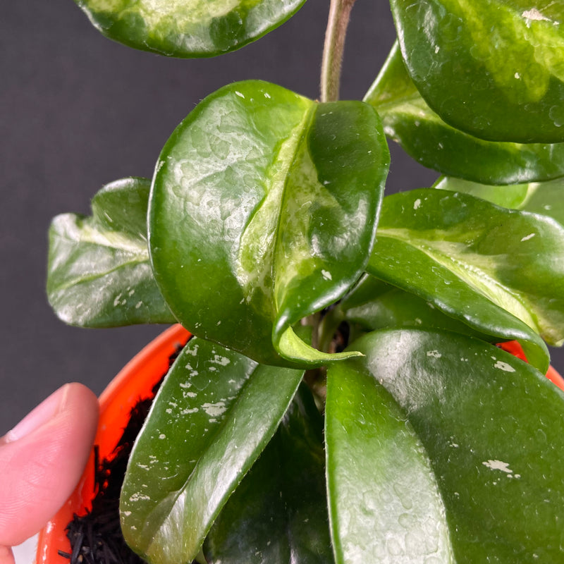 FS22-9 Hoya Carnosa Freckles Variegated