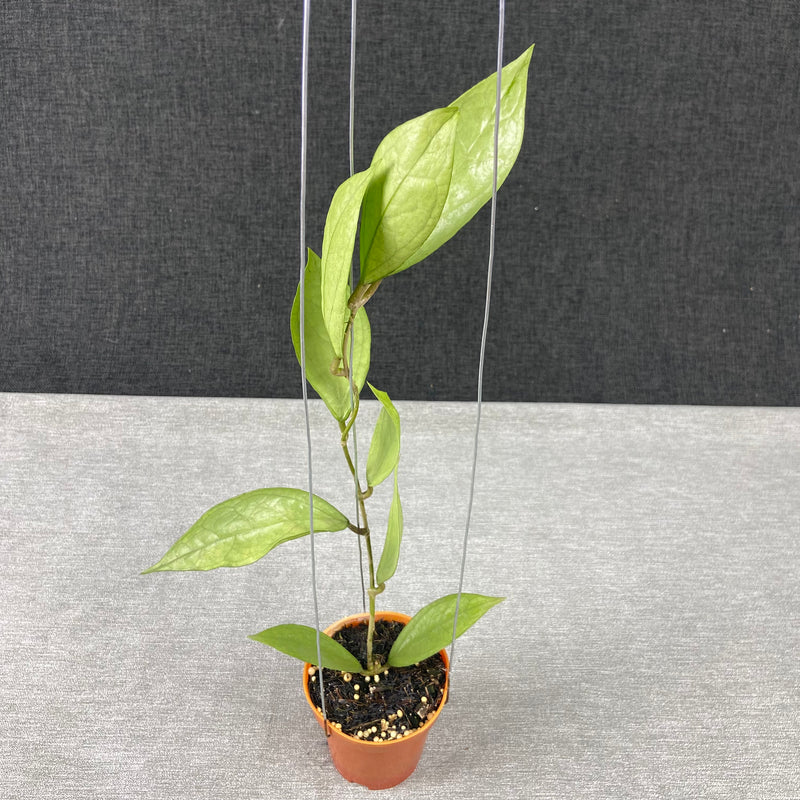 FS23-9 Hoya Germany Silver