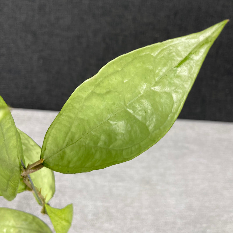 FS23-9 Hoya Germany Silver