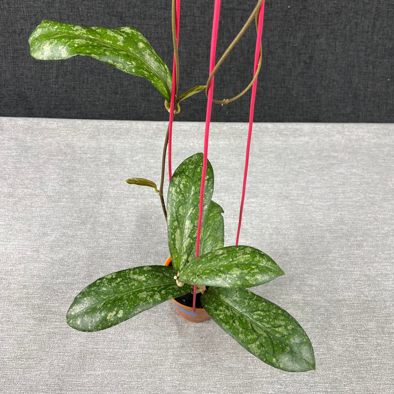 FS24-9 Hoya SP Tanggamus Splash "Waymaja"