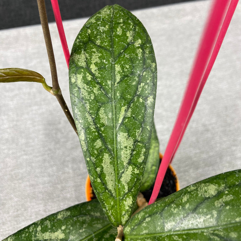 FS24-9 Hoya SP Tanggamus Splash "Waymaja"