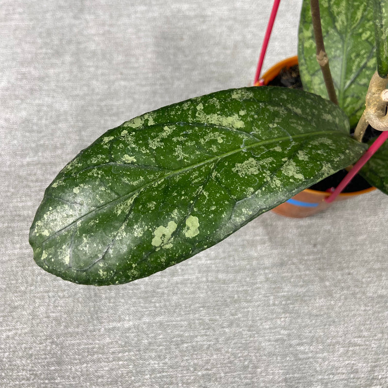 FS24-9 Hoya SP Tanggamus Splash "Waymaja"