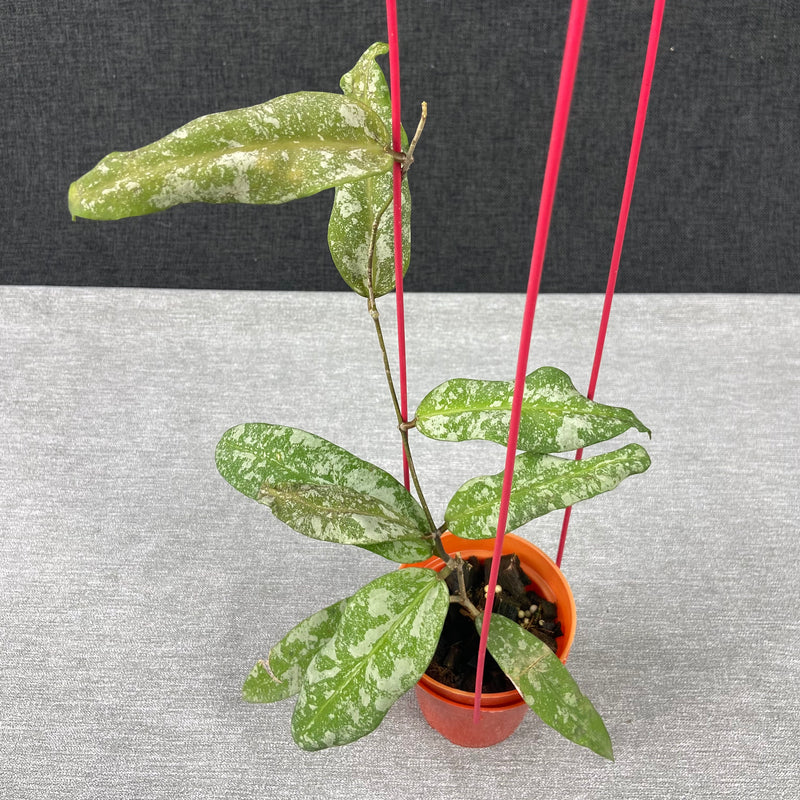 FS25-9 Hoya Kaikoeana High Splash