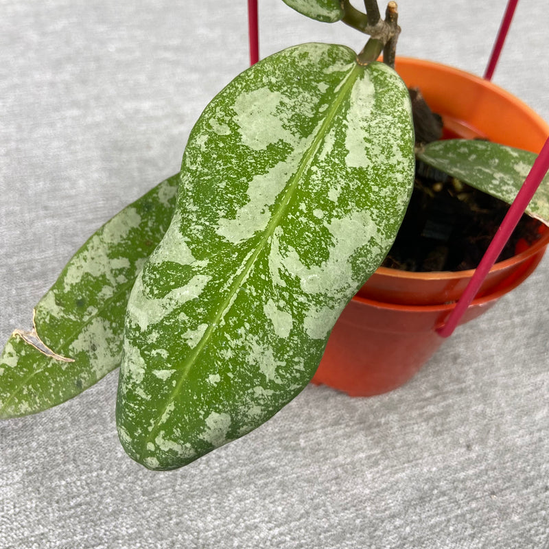 FS25-9 Hoya Kaikoeana High Splash